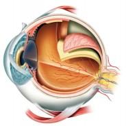 Elevation and Retina Surgery: What’s the Connection?