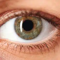 Close-up of a green iris with a dark pupil.