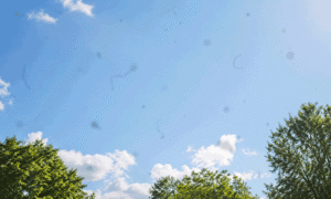 Barnet Dulaney Perkins Eye Center point-of-view image illustrating why am I seeing spots, with drifting dark specks and thread-like floaters visible against a bright blue sky.